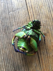 Chrysina macropus
