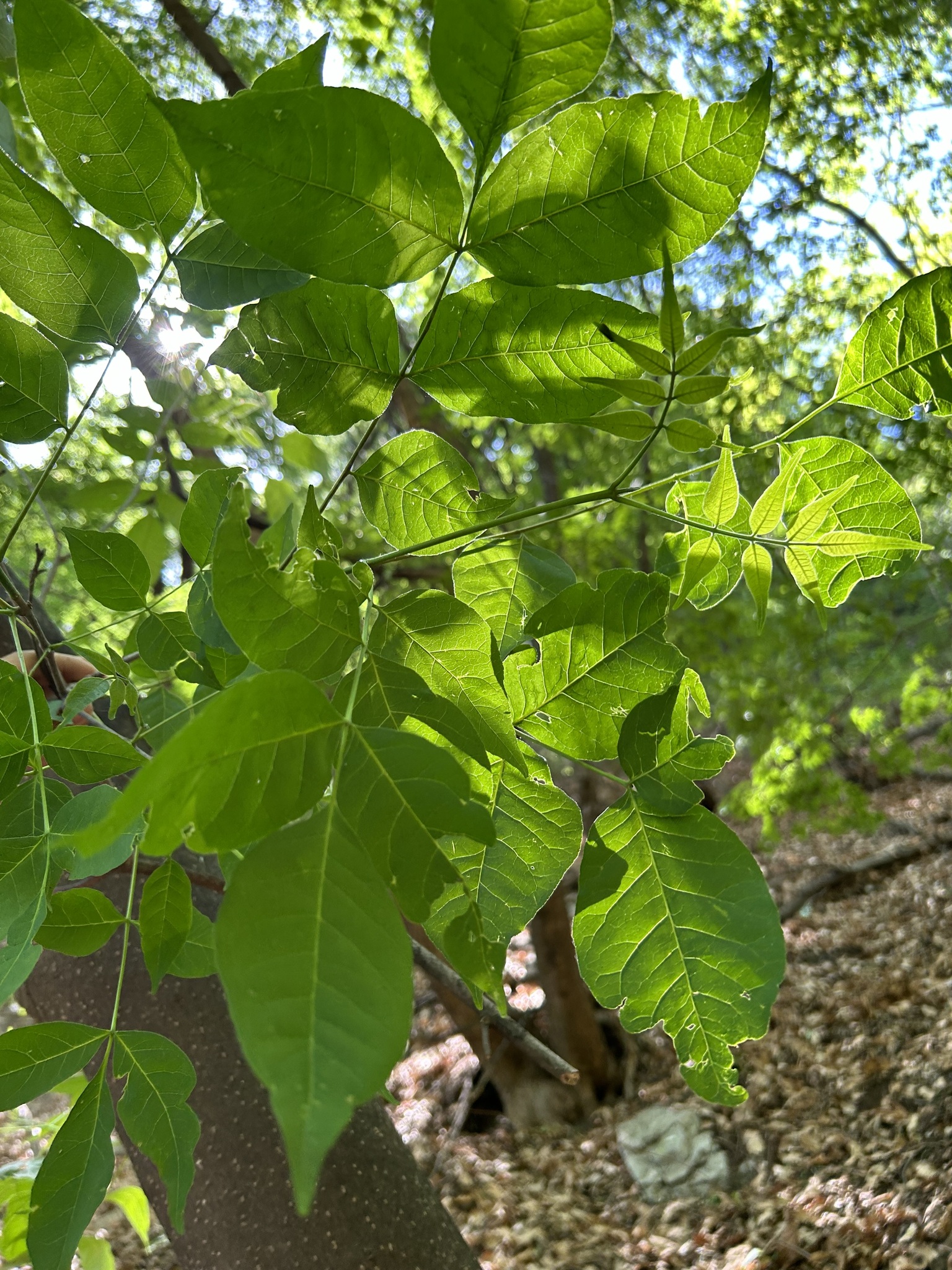 Imagem de Árvore-do-neem-japonês