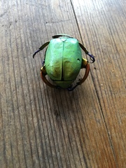 Chrysina macropus