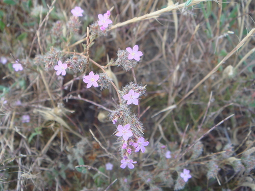 Representative image of Myriolimon