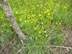 Ranunculus arvensis