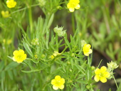 Ranunculus arvensis