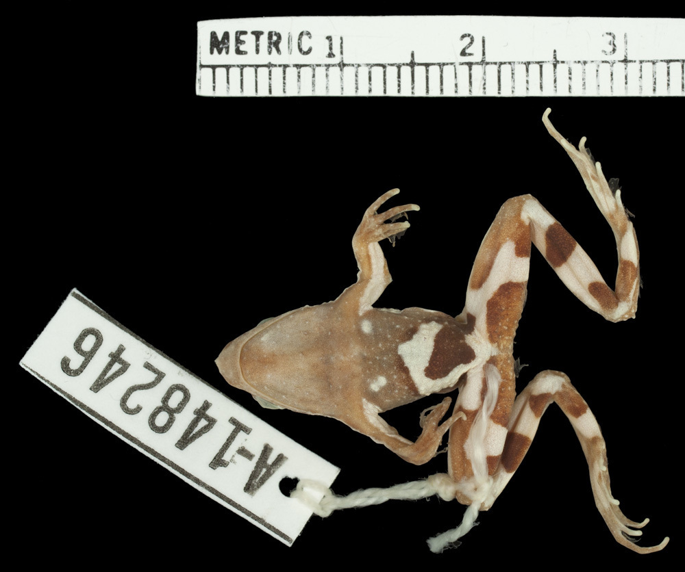 Chile Darwin's Frog