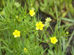 Ranunculus arvensis