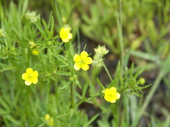 Ranunculus arvensis