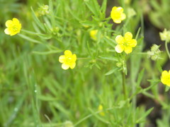 Ranunculus arvensis