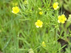 Ranunculus arvensis