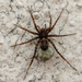 Thin-legged Wolf Spiders - Photo (c) Cédric Mondy, some rights reserved (CC BY-NC), uploaded by Cédric Mondy