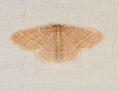 iNaturalist observation photo of Chlorochlamys