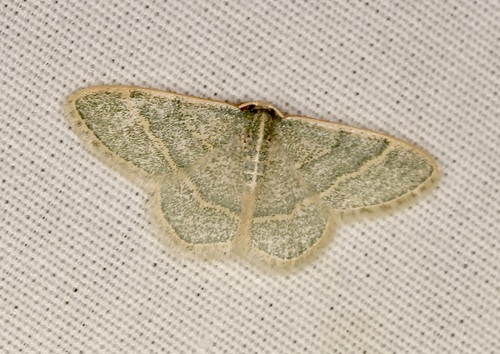 iNaturalist observation photo of Chlorochlamys