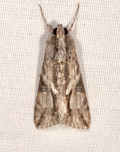 iNaturalist observation photo of Merry Graphic Moth