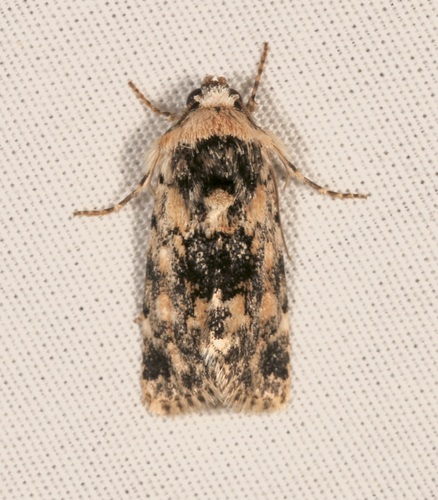 iNaturalist observation photo of Sympistis singularis