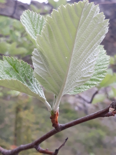 Whitebeam
