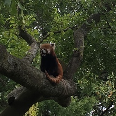 Ailurus fulgens