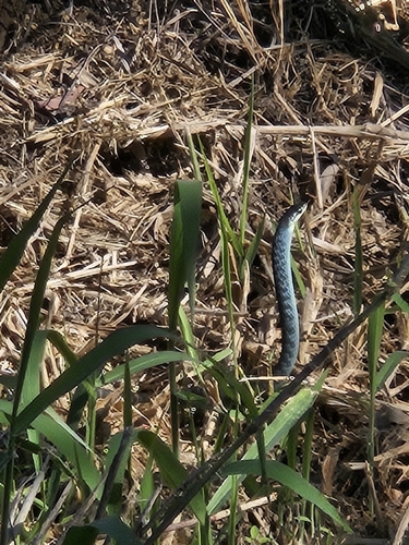 Common Tree Snake sighting