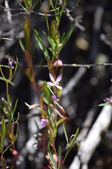 Clarkia modesta