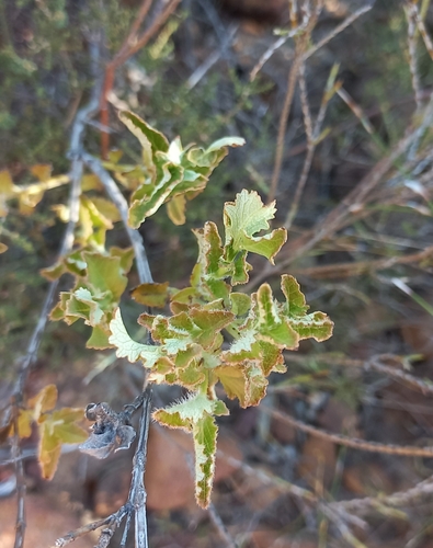 Image of Salvia albicaulis by (c) Adele SL, some rights reserved (CC BY)
