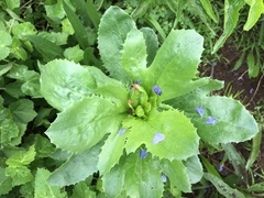 Eryngium leavenworthii