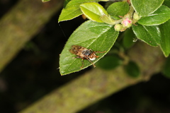 Myopa buccata