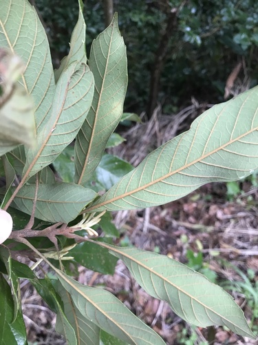 Image of Meliosma rigida by no rights reserved