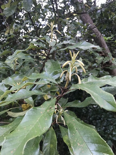 Image of Meliosma rigida by no rights reserved