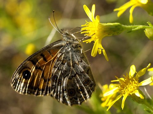 Wall Brown, photo 10 of 10