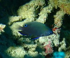 Fiji Damselfish photo 3