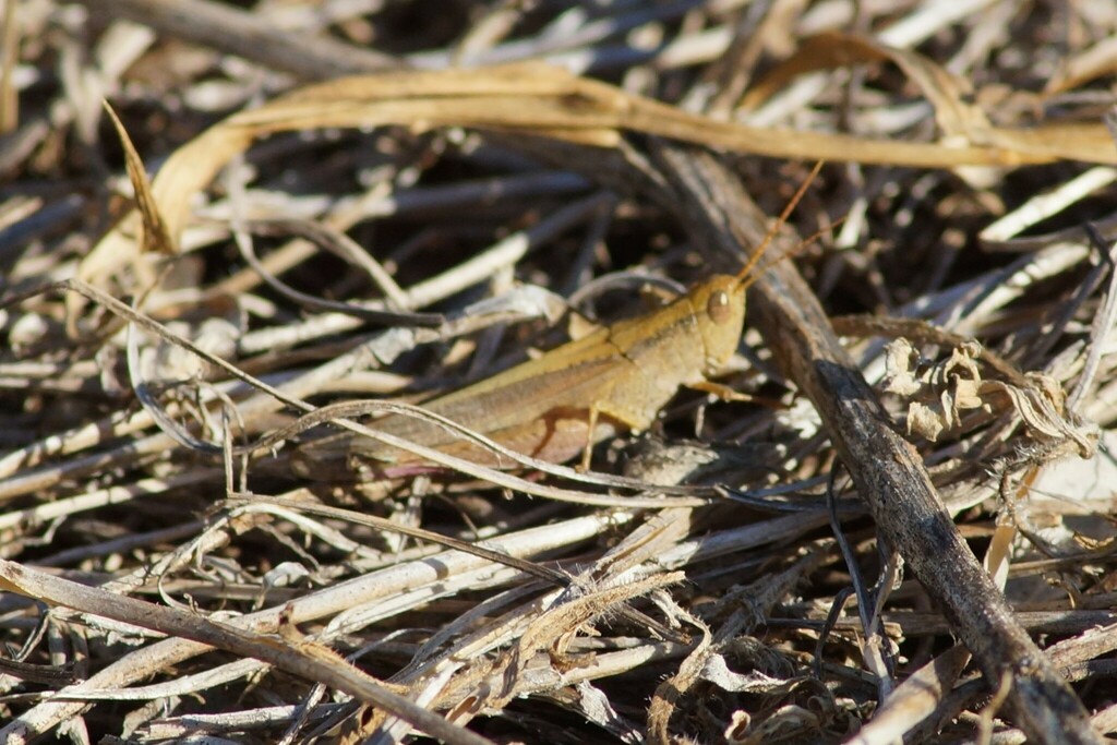 Peakesia straminea