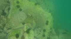 Epinephelus stoliczkae