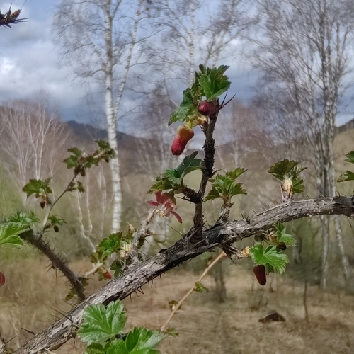 Ribes aciculare (Ribes aciculare)