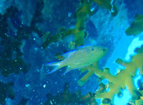 Neopomacentrus metallicus observed 2024-05-17