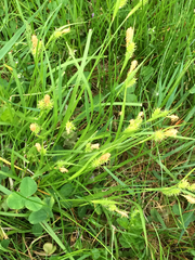 Carex pallescens