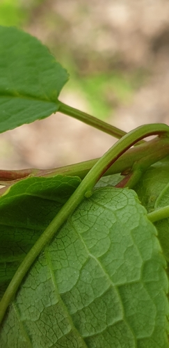 Paprastoji ieva nuotrauka