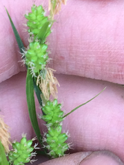 Carex pallescens