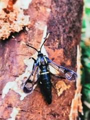 Synanthedon spheciformis