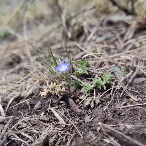 Image of Gentiana squarrosa by (c) Nina Filippova, some rights reserved (CC BY)
