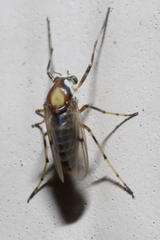 Coelotanypus tricolor