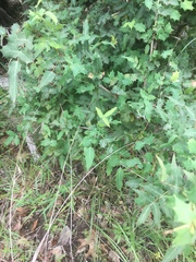 Berberis swaseyi