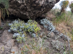 Eriogonum crocatum