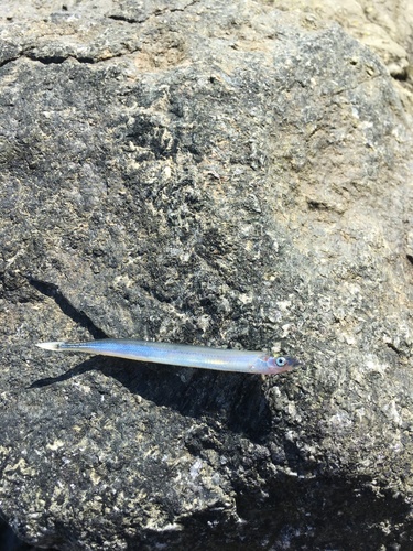 Pacific sand lance (Ammodytes hexapterus) — Ammodytidae