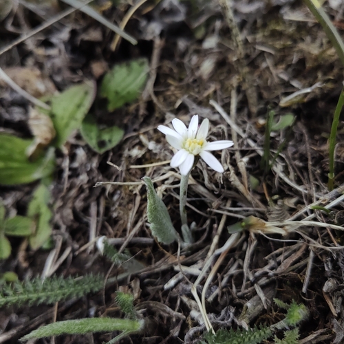 Image of Leibnitzia anandria by (c) Nina Filippova, some rights reserved (CC BY)