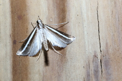 Carectocultus perstrialis