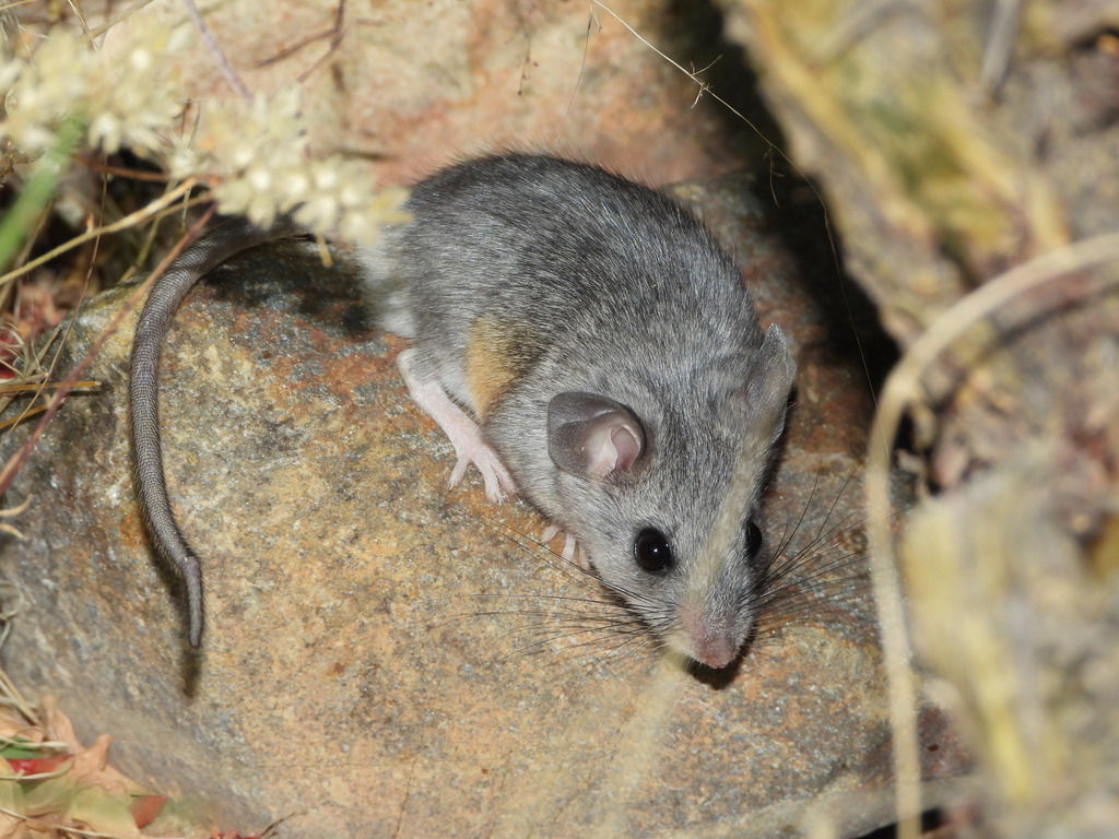 Cactus Deermouse