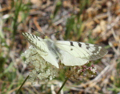 Parnassius clodius