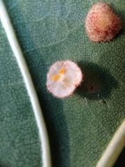 Parallelodiplosis galliperda