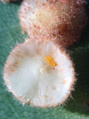 Parallelodiplosis galliperda