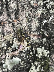 Sphiximorpha willistoni