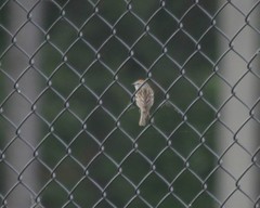 Spizella passerina passerina