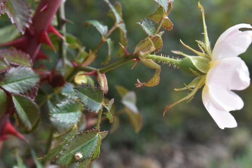 Rosa pouzinii