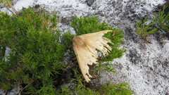 Phyllalia